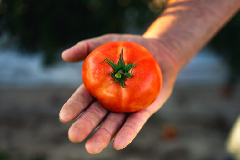 Tomatoes-2410-13-WEB